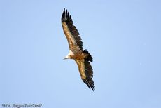 Mönchsgeier (3 von 9).jpg